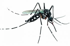 mosquitos-da-dengue